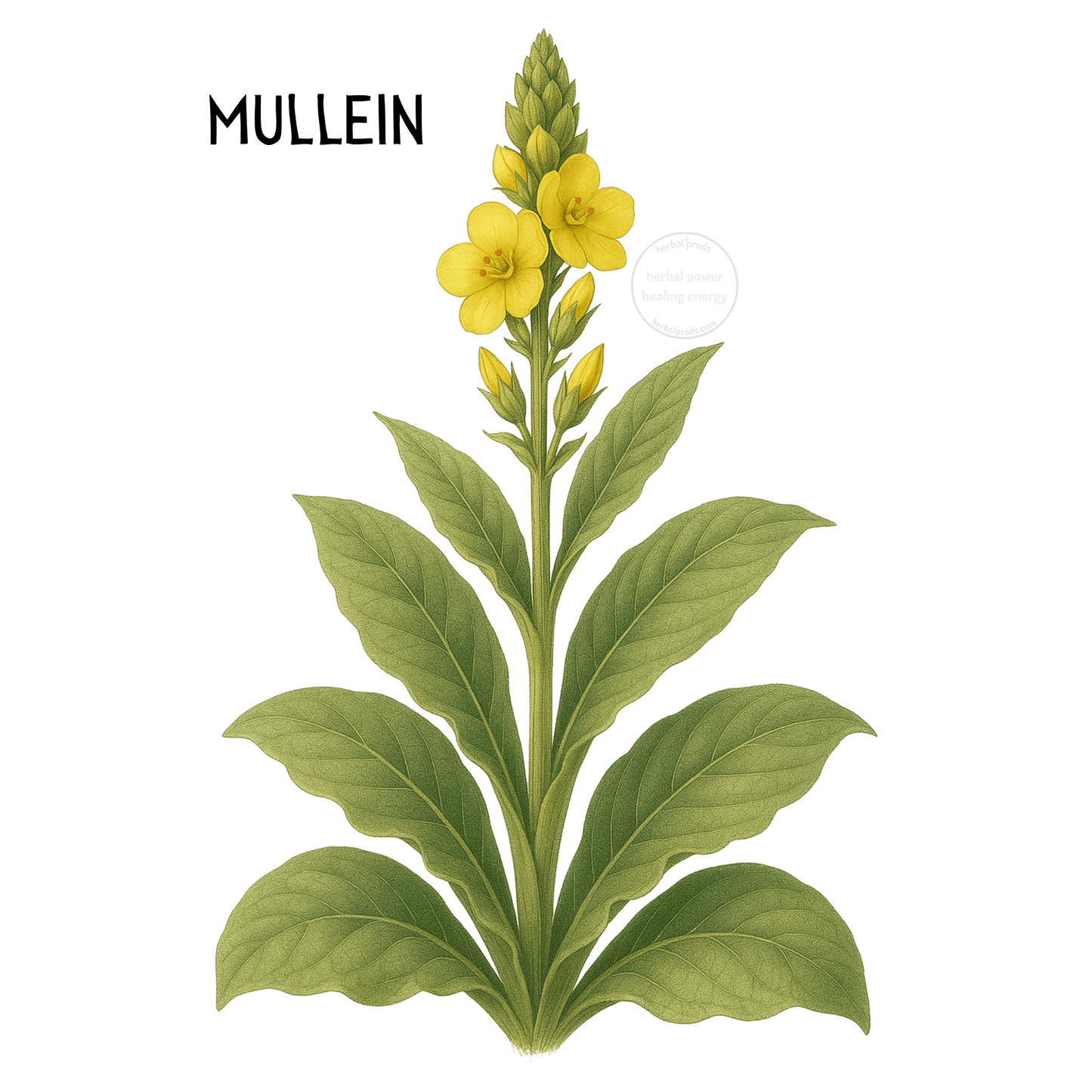 Respiratory Comfort Herbal Toddy| Seasonal Wellness | Herbal Prods - Herbal Prods