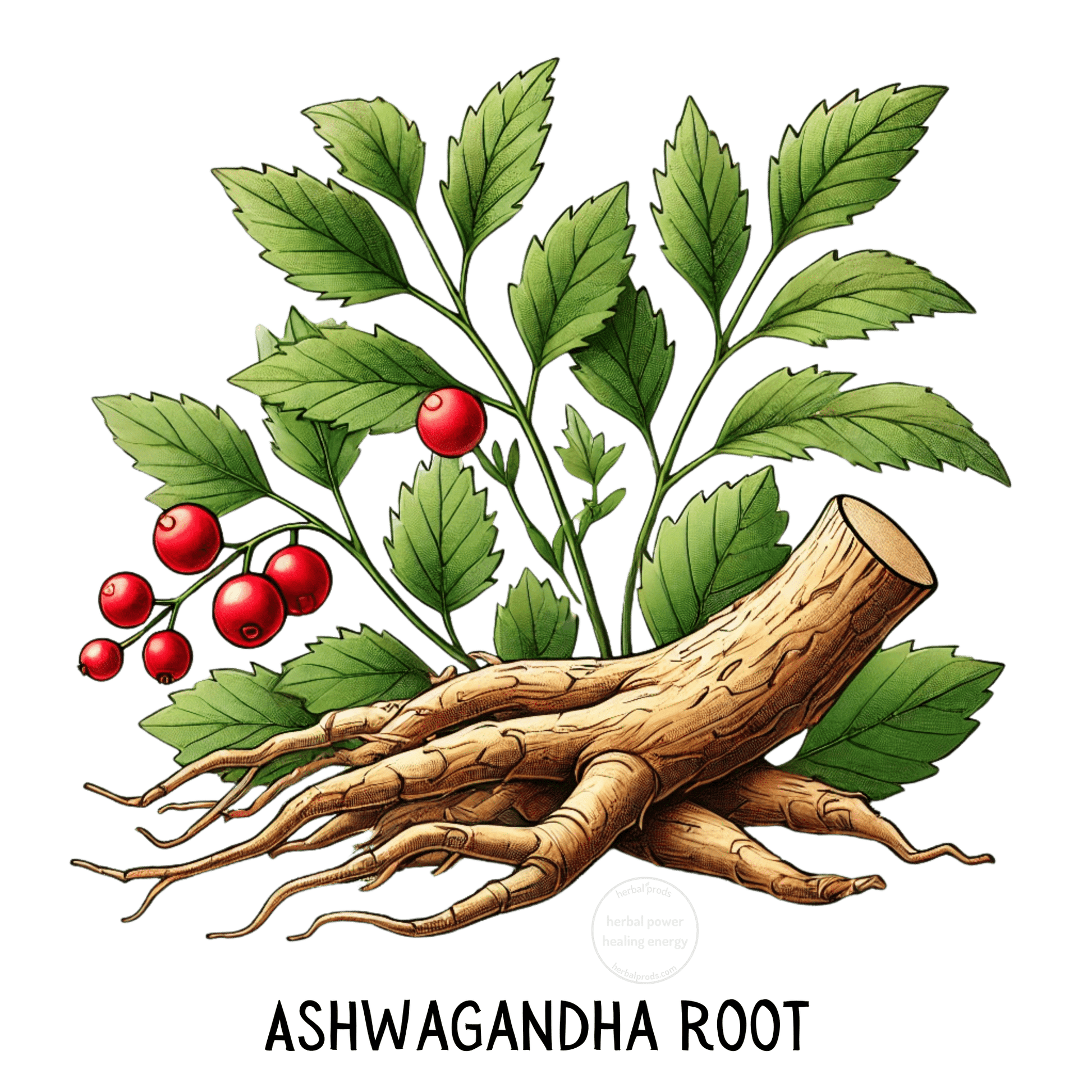 Serenity Blend Herbal Toddy - Siberian Ginseng & Lemon Balm - Herbal Prods