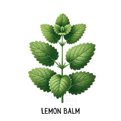 Serenity Blend Herbal Toddy - Siberian Ginseng & Lemon Balm - Herbal Prods