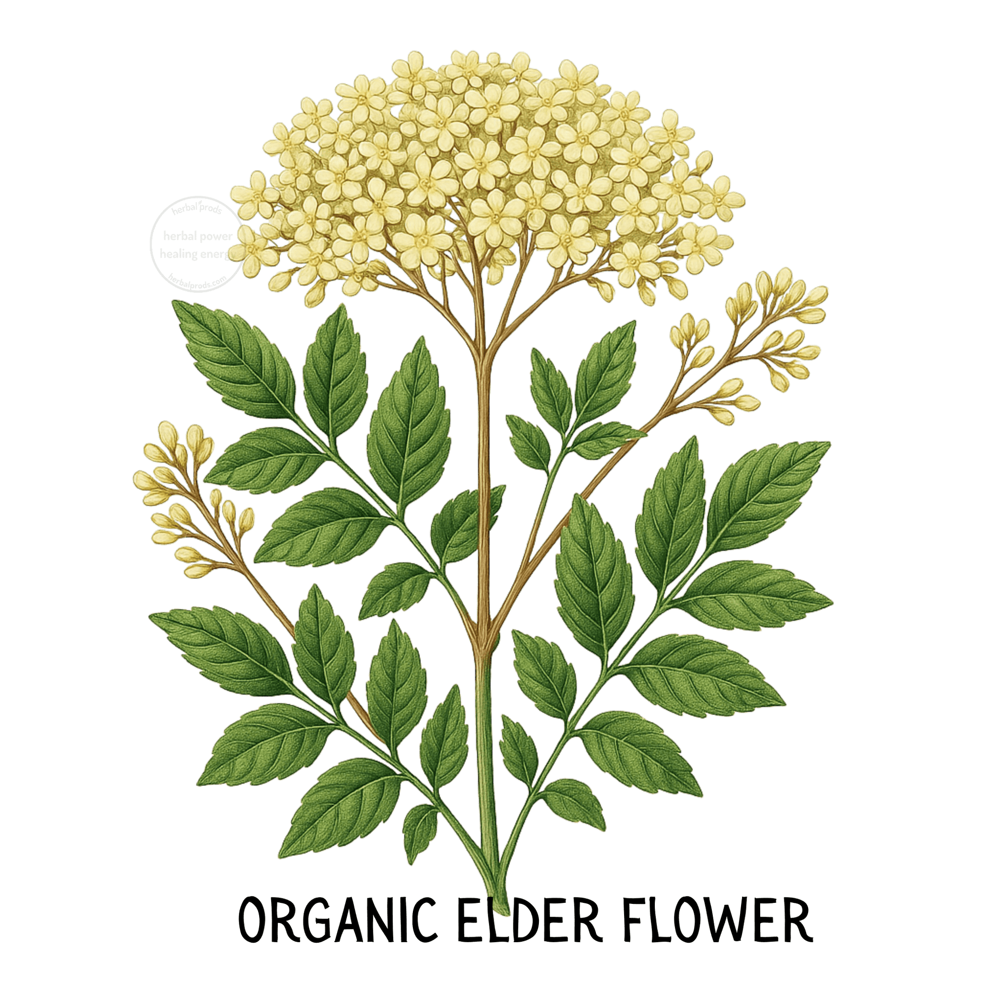 Organic Elder Flower Herbal Tea | Respiratory & Immune | Herbal Prods - Herbal Prods