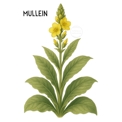 Respiratory Comfort Herbal Toddy| Seasonal Wellness | Herbal Prods - Herbal Prods